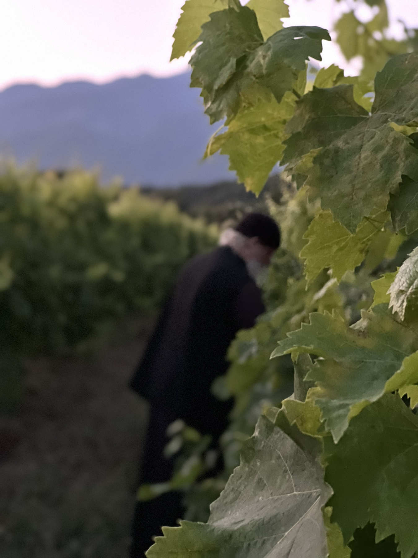 Εκλεκτά μοναστηριακά προϊόντα Ολύμπου – μοναχός συλλέγει καρπούς στους καλλιεργημένους αγρούς της μονής